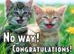 Congratulations cats