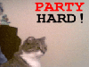 cat_partyhard