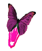 Pink butterfly clip