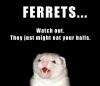 Ferrets are deadly!