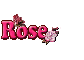 Pink Rose Bud & Flower: Rose