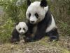 panda bear mother and baby