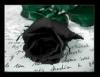 Smart Black Rose :)