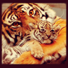 Tiger Mommy and Baby