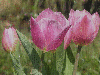 pink tulips in the rain