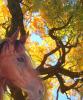 horse and trees