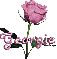 pink rose georgie