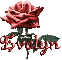 dark red rose evelyn