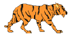 Left Tiger