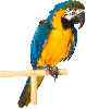 A BIRD
