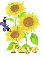 faye sun flower