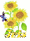 iris sun flower