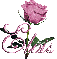 pink rose elvis