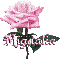 pink rose migdalia