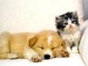 Puppy & Kitten