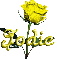 yellow rose jodie
