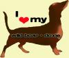 wild boar doxie love