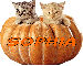 Cats in a Pumpkin - Sophia