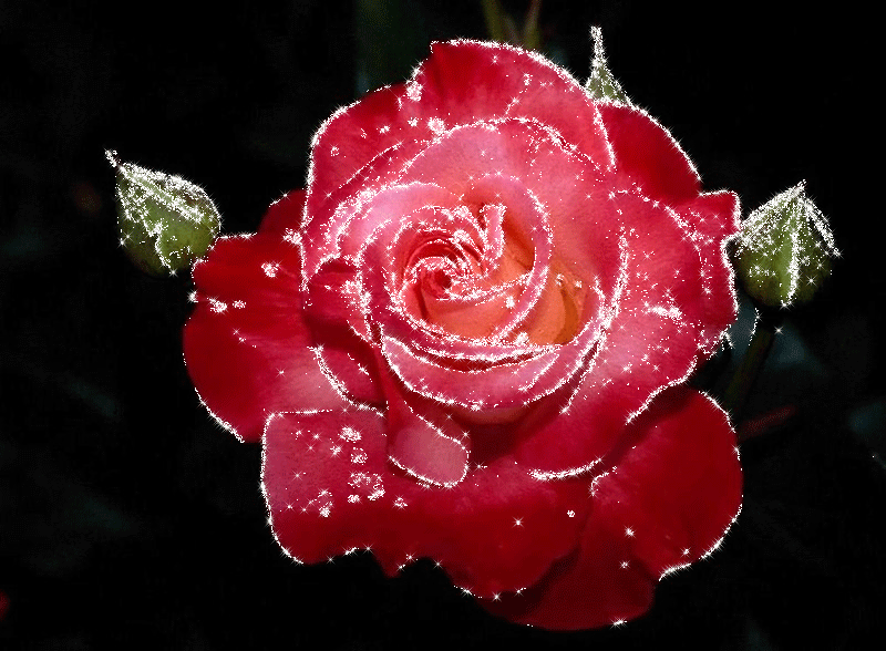 Анимированные розы. Розы gif. Цветы гиф. Красивая розы гиф