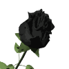 bllack rose bloom