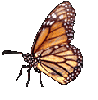 butterfly profile
