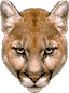 cougar avatar