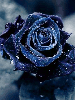 black twinkle rose