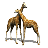 giraffes rubbing necks