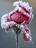 icy pink rose