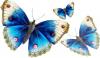 Three blue butterflys