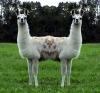 jointed lama's