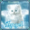angel kitty avatar