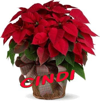 Christmas Flower - Cindi