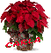 Christmas Flower - Carla