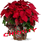 Christmas Flower - Christy