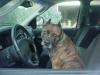 pitbull sittin in a car