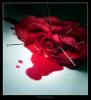 red kill rose
