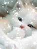 snow kitten