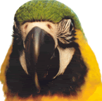 parrot