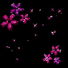 sparklin flowers