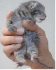 holding a kitten