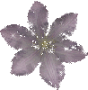 dazzle flower
