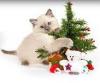 Kitten Christmas