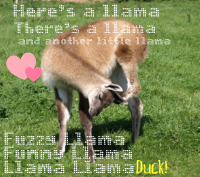 llama (in Clipart)