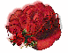 red rose --- Roni