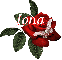 Butterfly Red Rose - Jona