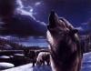 Howling Wolves....