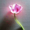 glowing flower