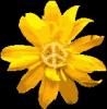 Yellow Peace Flower