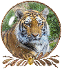 tiger globe
